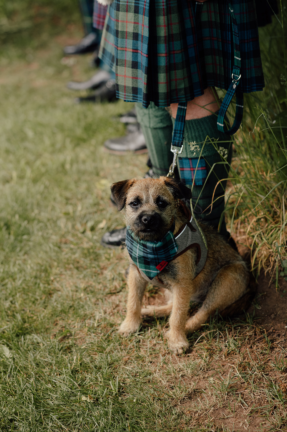 A puppy dressed up in tartan at an outdoor wedding in Scotland.