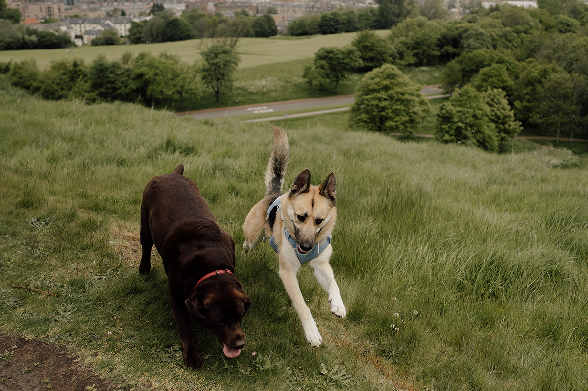 Dogs playing in the Holyrood Park during an outdoor wedding ceremony.