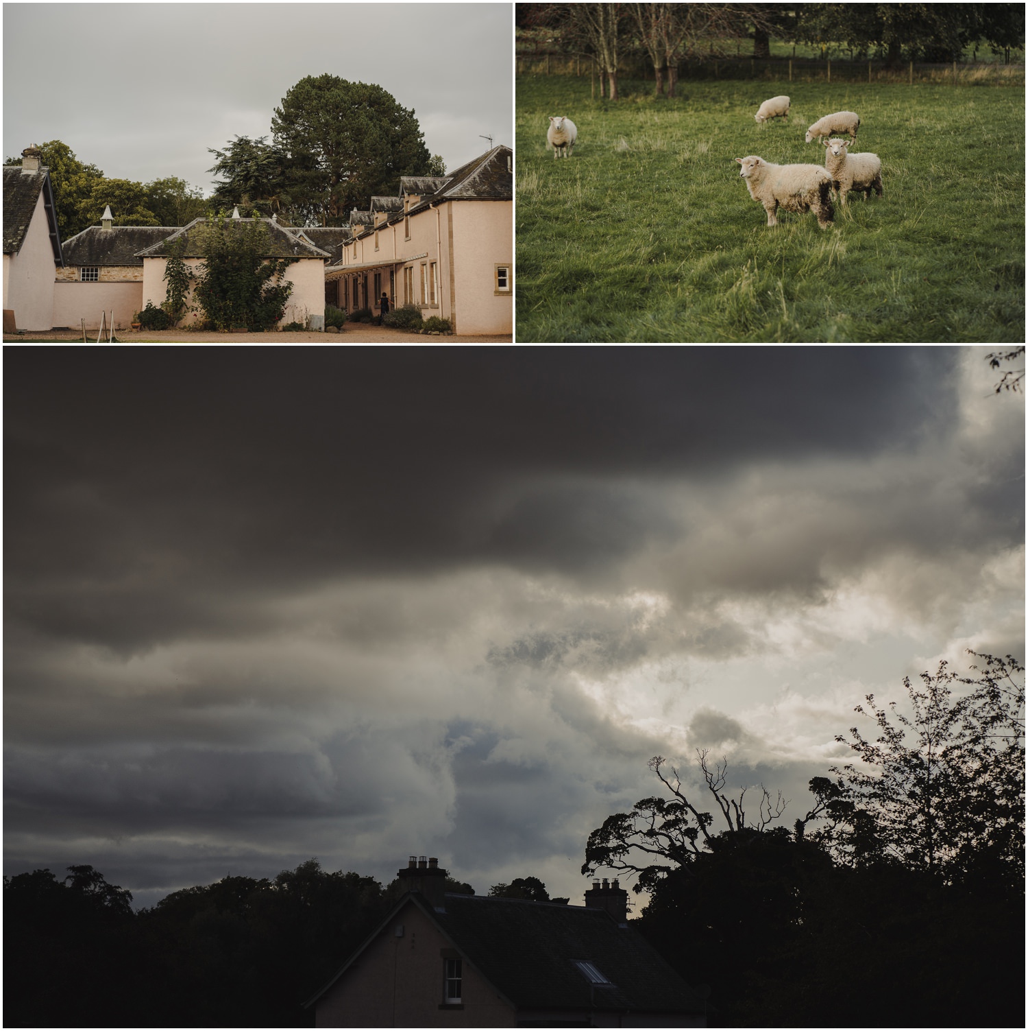 sheep at wedding venue
